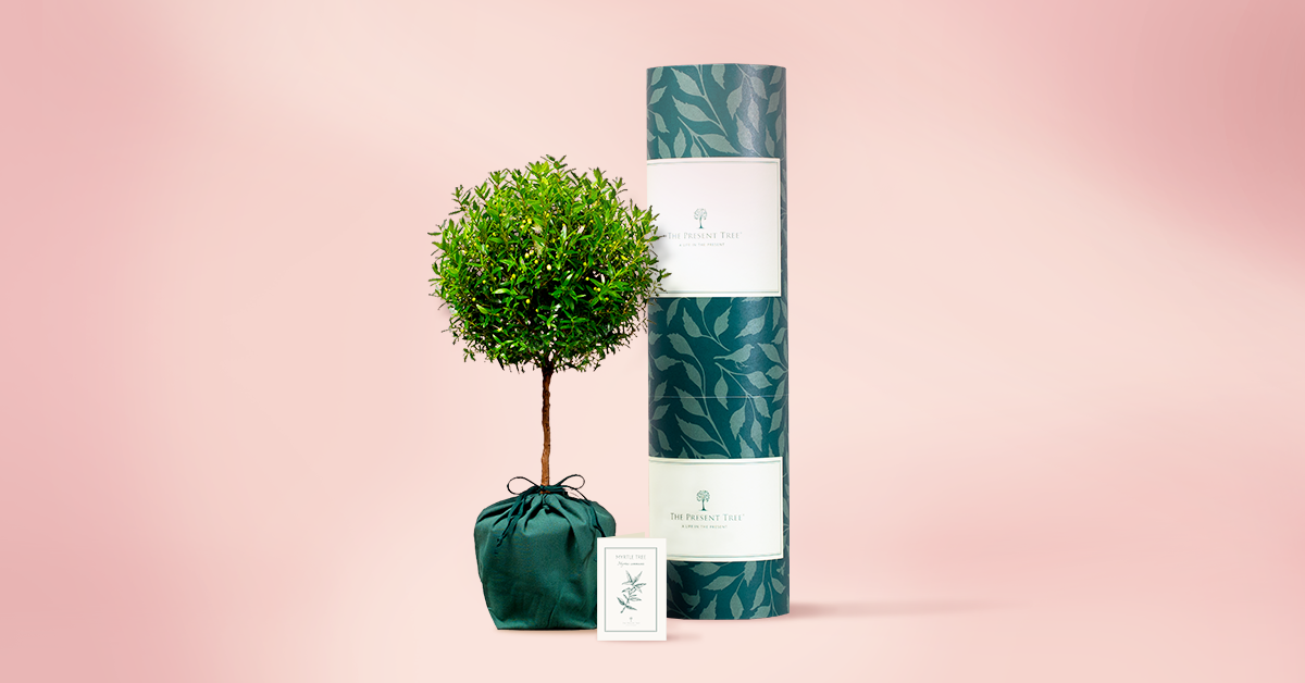 How The Present Tree Dominates Luxury Gifting with Ethical Trees